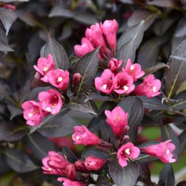 Weigela, Dark Foliage 'Spilled Wine®' | Gertens Garden Center