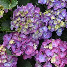 Hydrangea4937　0502 指定07 Hydrangea, Bigleaf 'Seaside Serenade® Newport' | Gertens Garden Center