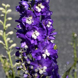 邦楽 Ruiza / delphinium Delphinium, Larkspur Aurora™ 'Deep Purple