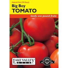 Solanum, Tomato Beefsteak (Pole) 'Big Boy' Hybrid | Gertens Garden