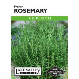 Rosemarinus, French Rosemary Heirloom | Gertens Garden Center