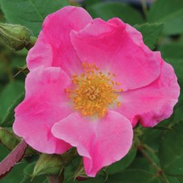 Nearly Wild Rose | Gertens Garden Center