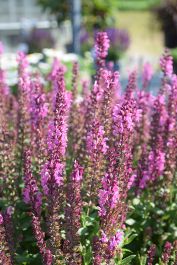 Salvia Shop    Salvia_BigSky_PPAFCPBRAF0000hi