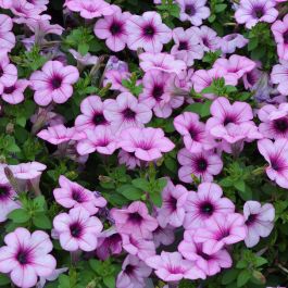 Petunia, Capella™ 'Pink Lace' | Gertens Garden Center
