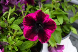 Petunia, Crazytunia® 'Cosmic Purple' | Gertens Garden Center