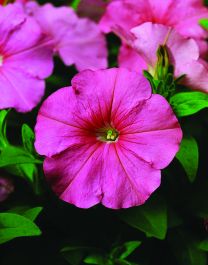 petunia_hurrah_pink.jpg