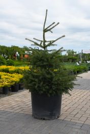 Picea, White Spruce 'Black Hills' (Large Sizes) | Gertens Garden