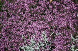 Pink Chintz Creeping Thyme | Gertens Garden Center