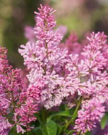 Syringa, Preston Lilac 'First Editions® Pinktini™' | Gertens