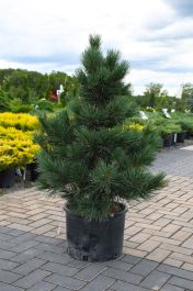 Prairie Statesman Swiss Stone Pine | Gertens Garden Center