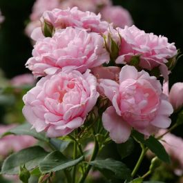 rosa_reminiscent_pink_1.jpg
