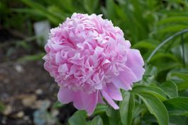 ★Peony★ Cytherea Peony — Hidden Springs Peony Farm