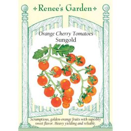 Solanum, Tomato Cherry (Pole) 'Orange Sungold' Hybrid ~ 15 seeds