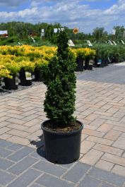 thuja-occ-primo-_3.jpg