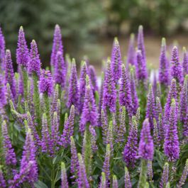Veronica, Spiked Speedwell 'Da Vinci Delight' | Gertens Garden Center