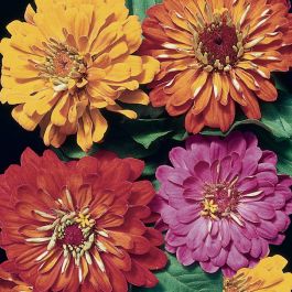 BOTANICAL RINKSページ Unzipped Gardens : Roller Rink & Beer Garden | San Jose