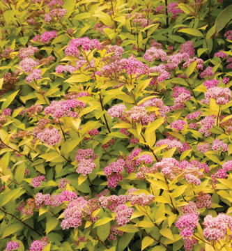 Spiraea, Japanese Spirea 'Goldmound'