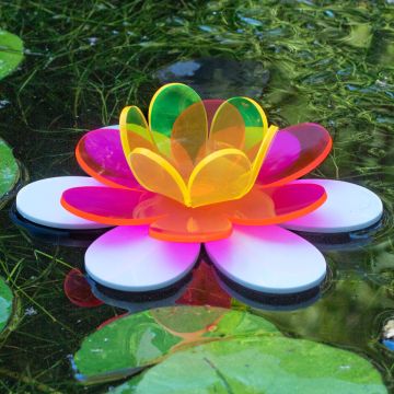 Pink & Yellow Floating Lotus