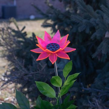 Medium Pink Sunflower