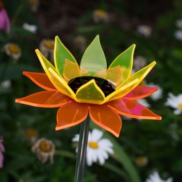 Large Color Blend Sunflower