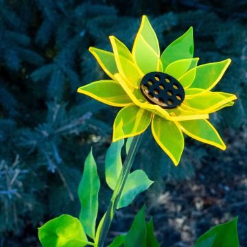 Large Yellow Sunflower