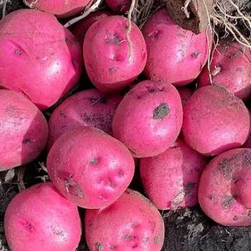 Solanum, Potato 'Dark Red Norland'