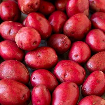 Solanum, Potato 'Red Pontiac'