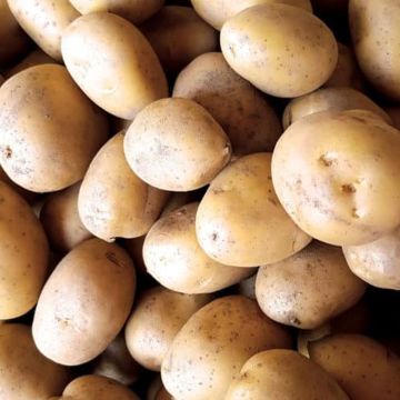 Solanum, Potato 'Yukon Gold'