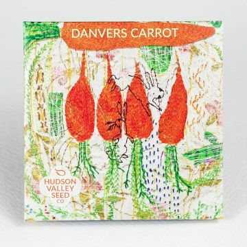 Daucus, Carrot, Danvers Carrot ~ 500 seeds