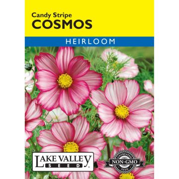 Cosmos 'Candy Stripe'