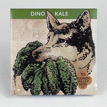 Brassica, Kale, Dino Kale ~ 100 seeds