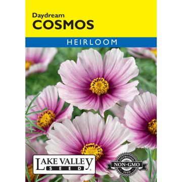 Cosmos 'Daydream'