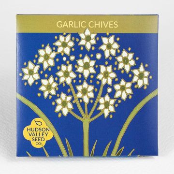 Allium, Chives, Garlic Chives ~ 200 seeds