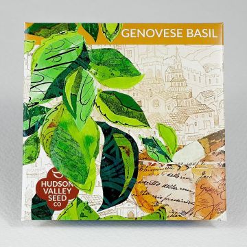 Ocimum, Basil, Genovese Basil ~ 250 seeds