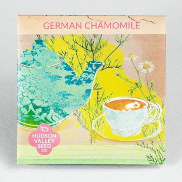 Matricaria, Chamomile, German