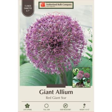 Allium, Flowering Onion 'Red Giant Star'