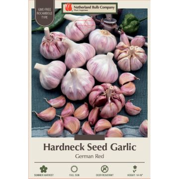 Allium, Seed Garlic Hardneck 'German Red'