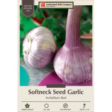 Allium, Seed Garlic Softneck 'Inchelium Red'
