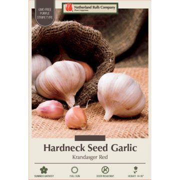 Allium, Seed Garlic Hardneck 'Krandasger Red'