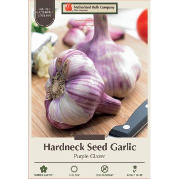 Allium, Seed Garlic Hardneck 'Purple Glazer'