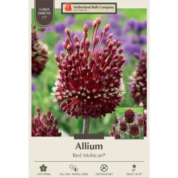 Allium, Flowering Onion 'Red Mohican®'
