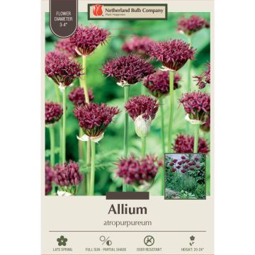 Allium, Flowering Onion 'Atropurpureum'