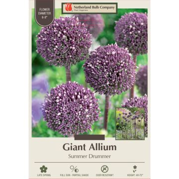 Allium, Giant Allium 'Summer Drummer'