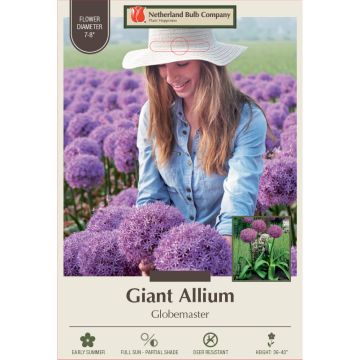 Allium, Giant Allium 'Globemaster'
