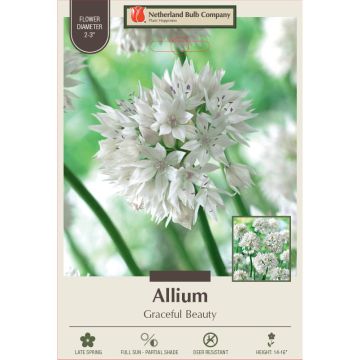 Allium, Flowering Onion 'Graceful Beauty'