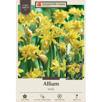 Allium, Moly 'Sunny Twinkles'
