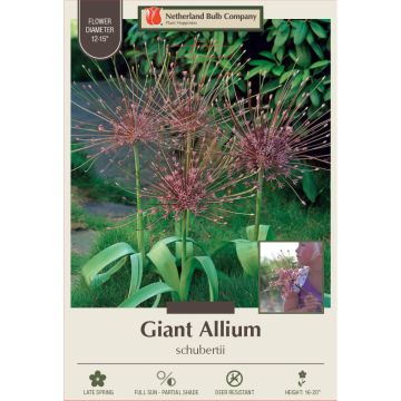Allium, Giant Allium 'Schubertii'