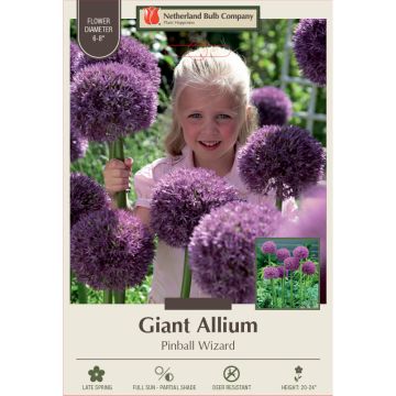 Allium, Giant Allium 'Pinball Wizard'