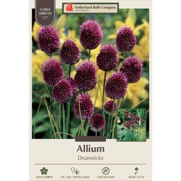 Allium, Drumsticks