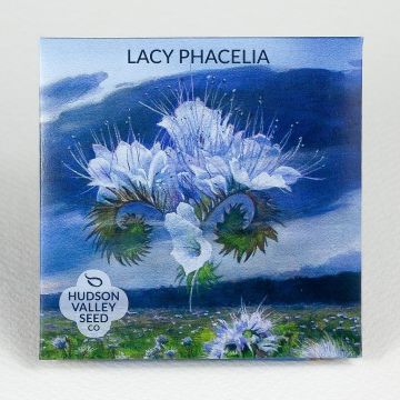 Phacelia, Lacy Phacelia ~ 500 seeds